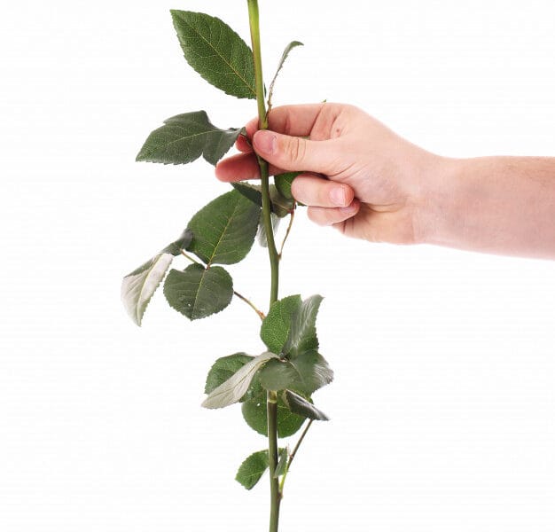 red rose hands 144627 14712